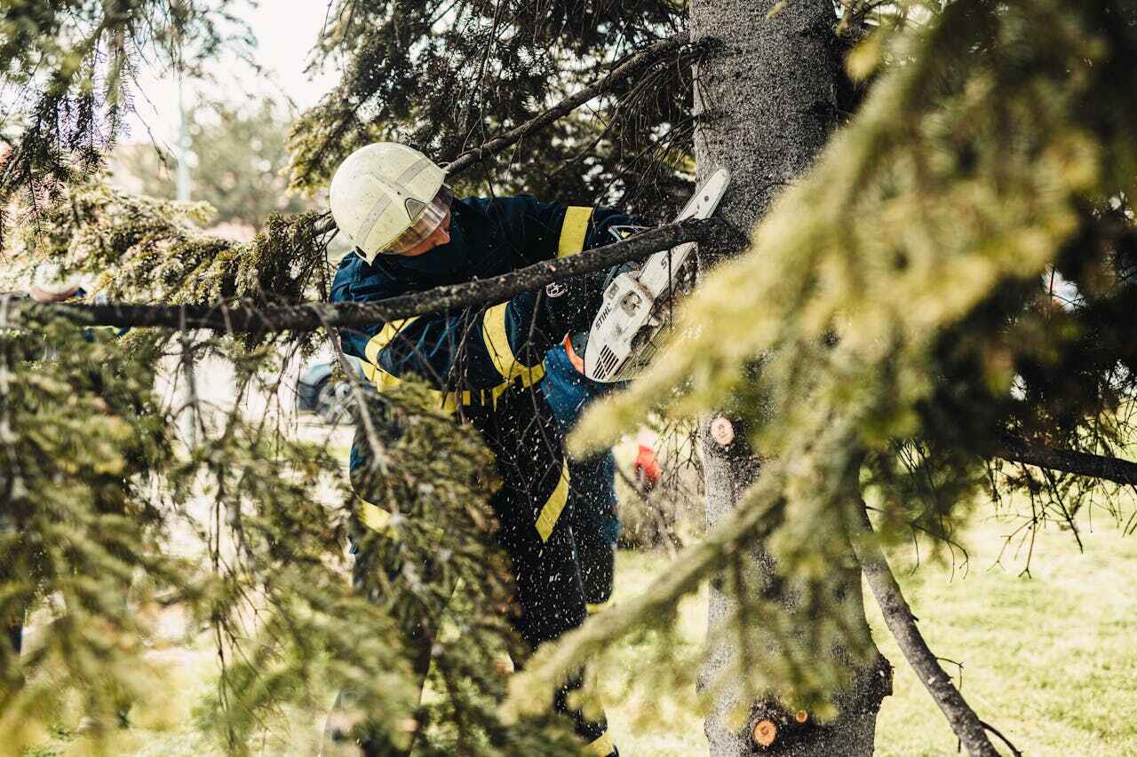 Tree Branch Trimming in Piedmont, SD